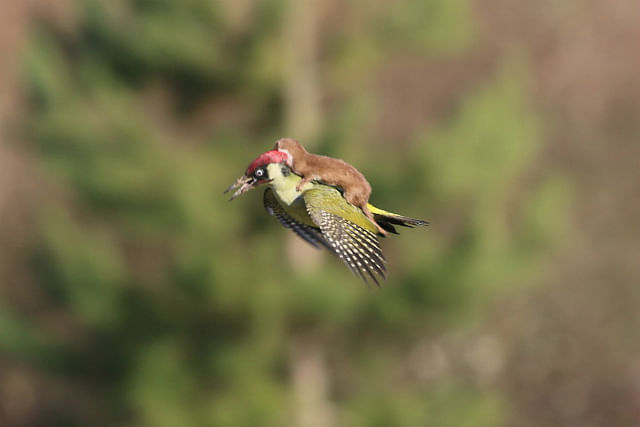 weasel riding woodpecker, the super funny #weaselpecker memes you have to see!